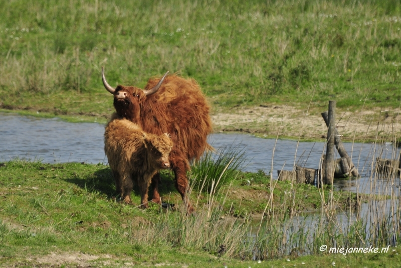 _DSC4184.JPG - Tiengemeten