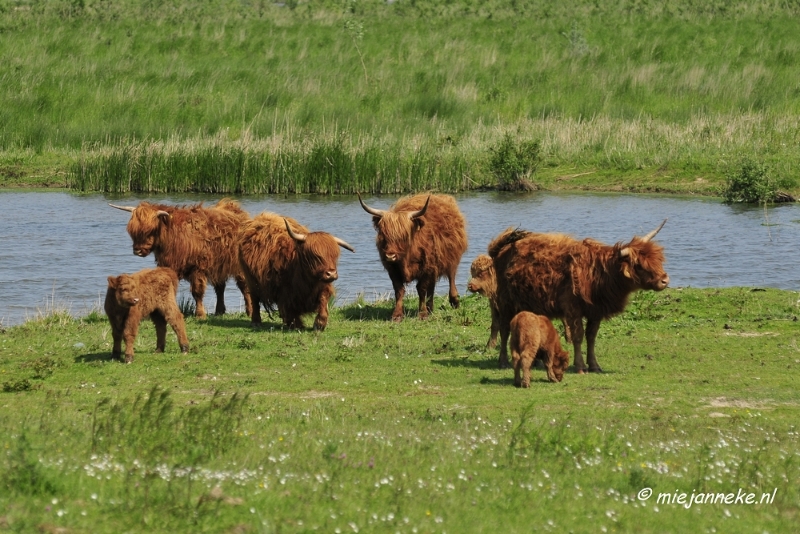 _DSC4186.JPG - Tiengemeten