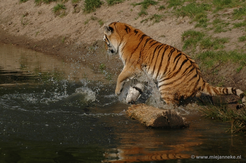 15unexpectedandaprilshower52.JPG - 15/52 Unexpected and April-shower.  During a visit to a zoo in the Netherlands, I saw a tiger who played quite unexpectedly in the water. Normally a cat don't like water but this one gave himself a nice April shower. One perfect moment and my highlight of the day.