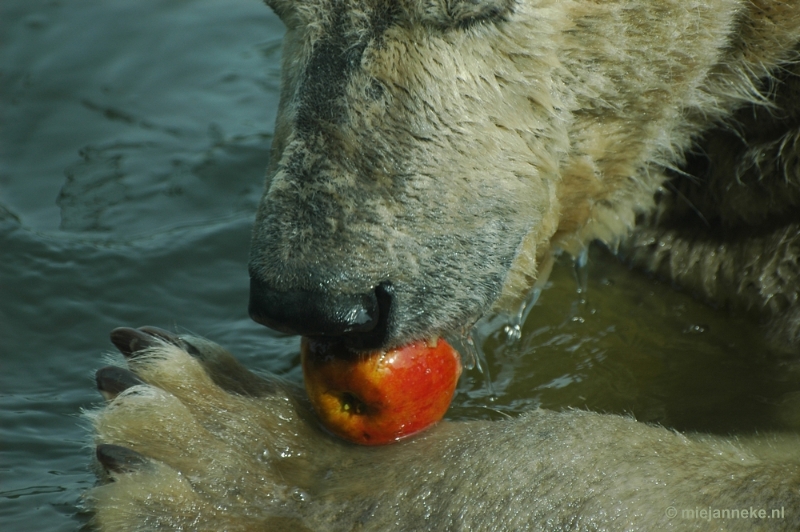 16refreshing52.JPG - 16/52 Refreshing. It was a warm day in May and the polar bear in the Zoo was searching  for some refreshment in the water. An apple as a treat was a suprice and the bear cleverly uses his leg as table. This picture is made  through the window.