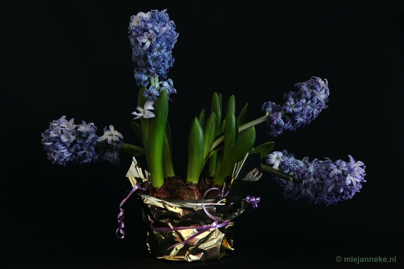 22separation52.JPG - 22/52 Separation. The hyacinths I've got for my birthday bloomed beautifully and smelled delicious, One morning I saw that they were separating, They went in all directions, probably because of their weight. After three days they went back to each other and it was the end of the bloom. So you see that as something separated, it can come back together , It is a fact of life that we all occasionally experience.