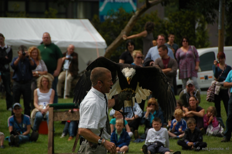 27summerfunandjourney52.JPG - 27/52 Journey and summer fun. Several times a year makes this falconer and his birds the journey from England to the Netherlands and Belgium, etc. He has a wonderful show and this big sea eagle is my favorite. For many people, it's summer fun to go and watch those shows at holiday times. It is educational and great fun.