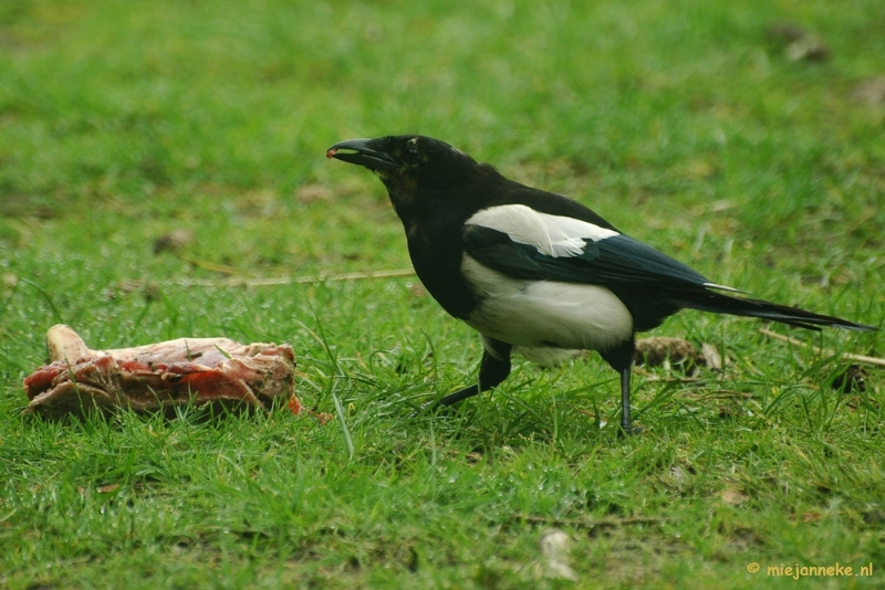 28indulge52.JPG - 28/52 Indulge. The magpie was indulging at the remains of a piece of meat he found in the cage of lions. Very dangerous but he was always fast enough to escape at the claws of the lions as they lashed out at him. It was exciting to look at this in the Zoo of Beekse Bergen in the Netherlands.