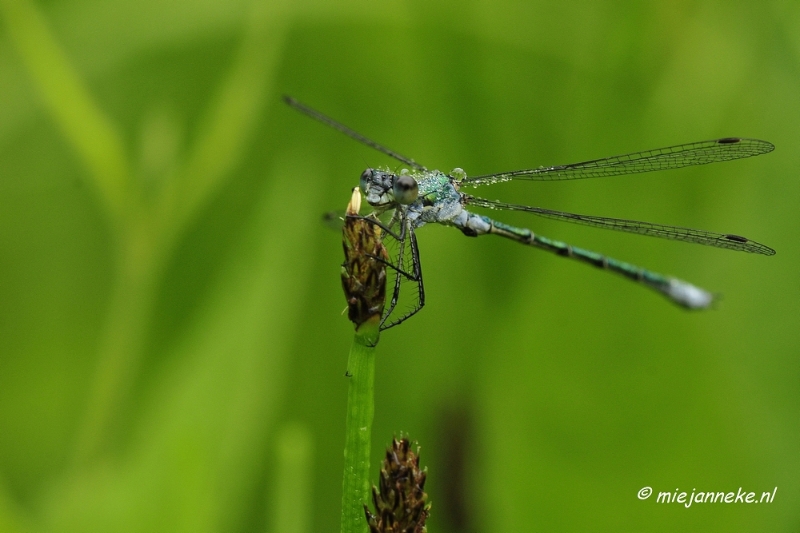 _DSC5024.JPG - Vroeg in de morgen