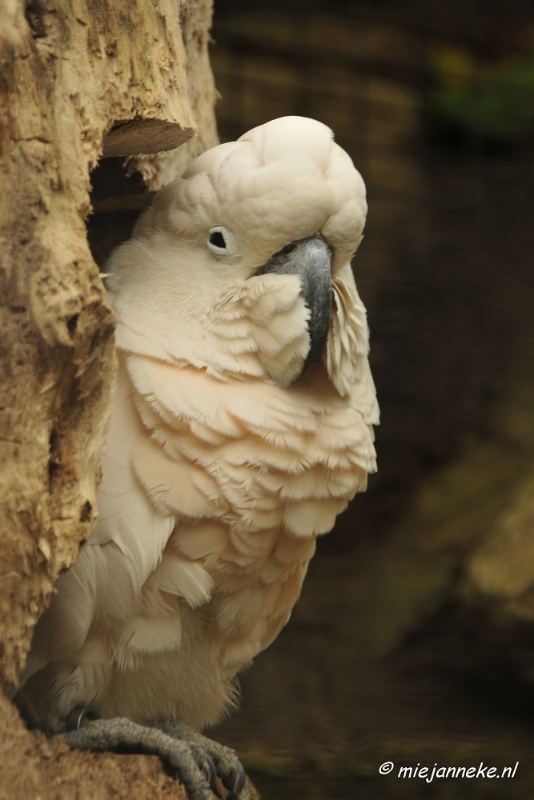 10 mei vogel004.JPG - Mondo Verde