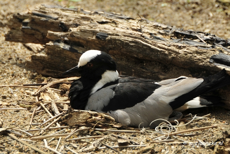 10 mei vogel006.JPG - Mondo Verde