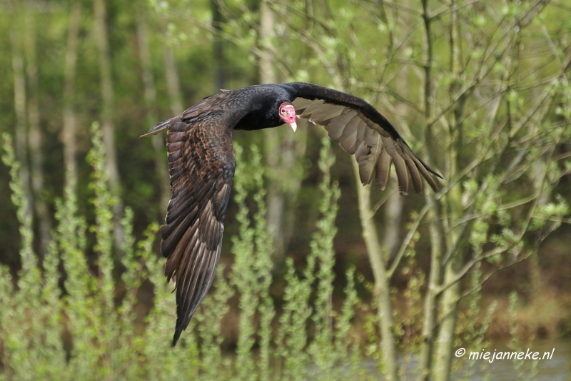 _DSC7402.JPG - Roofvogelshow Beekse Bergen