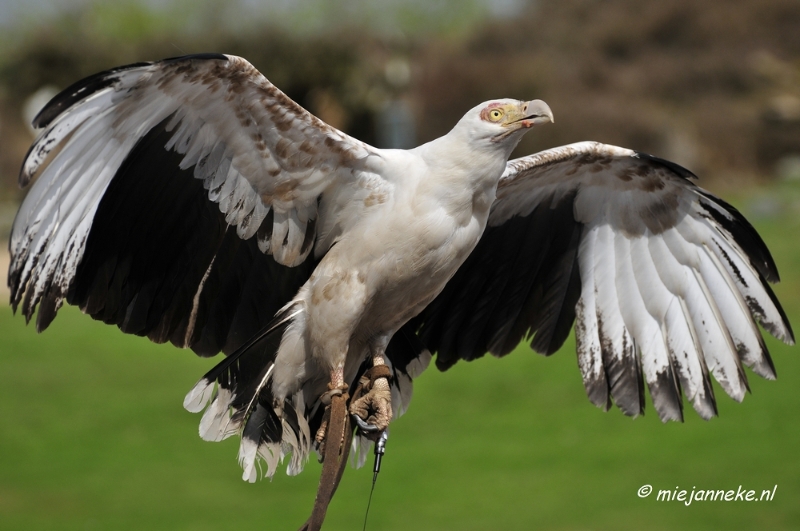 _DSC7419.JPG - Roofvogelshow Beekse Bergen