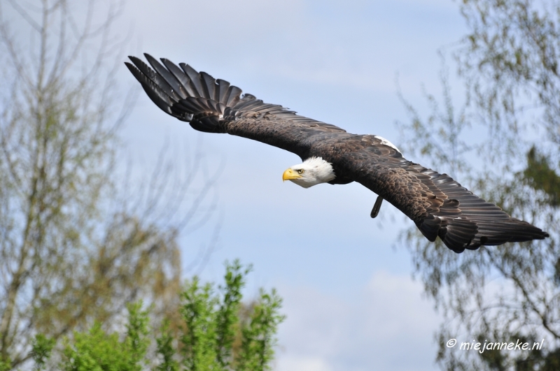 _DSC7458.JPG - Roofvogelshow Beekse Bergen