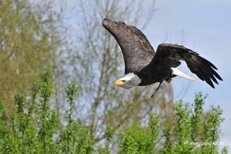 _DSC7459.JPG - Roofvogelshow Beekse Bergen