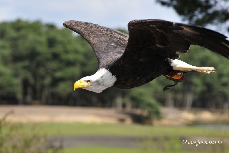 _DSC7461.JPG - Roofvogelshow Beekse Bergen