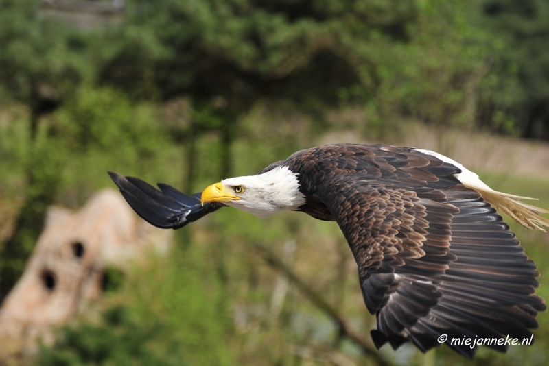 _DSC7462.JPG - Roofvogelshow Beekse Bergen