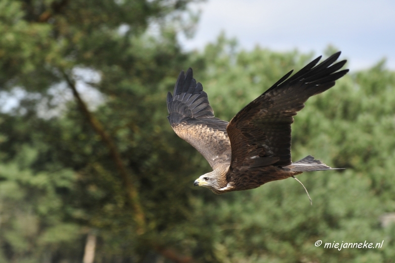 _DSC7714.JPG - Roofvogelshow Beekse Bergen