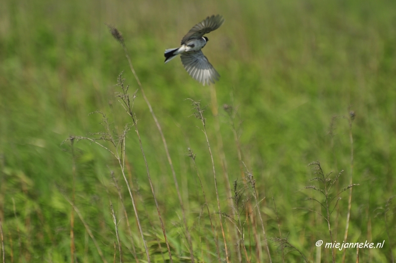 _DSC3784.JPG - Tiengemeten