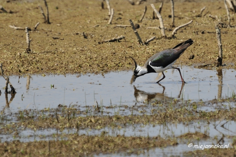 _DSC3843.JPG - Tiengemeten