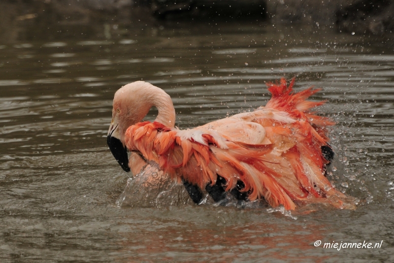 BB 16 maart 2013 50.JPG - Vogels Beekse Bergen