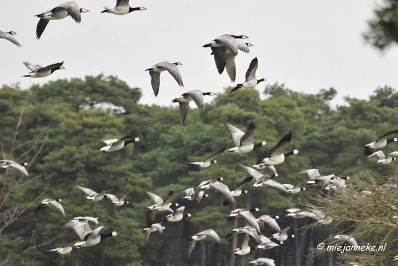 BB 16 maart 2013 54.JPG - Vogels Beekse Bergen