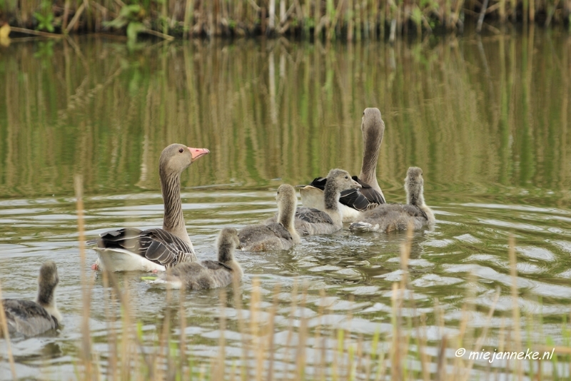 _DSC2102.JPG - Oostvaarders plassen