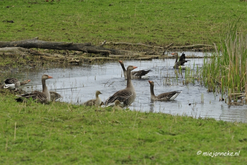 _DSC2882.JPG - Oostvaarders plassen