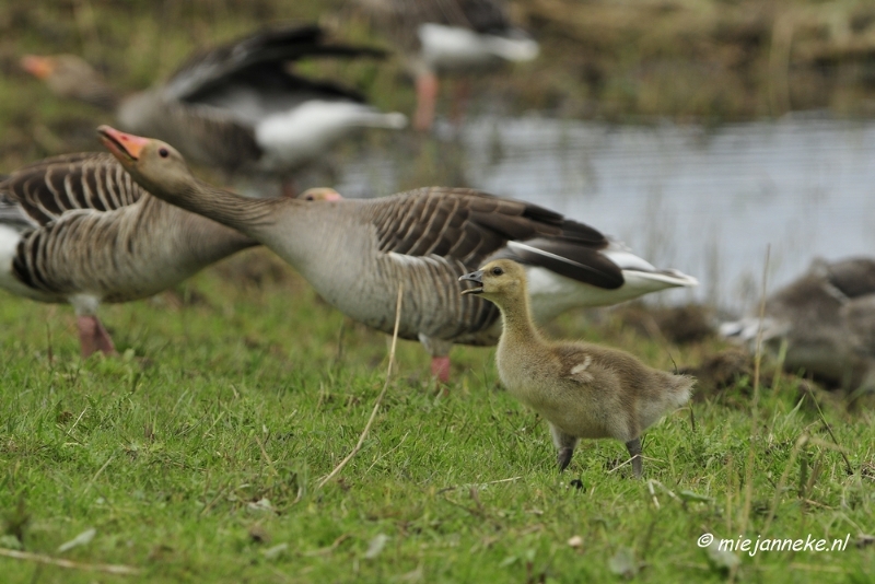 _DSC2890.JPG - Oostvaarders plassen