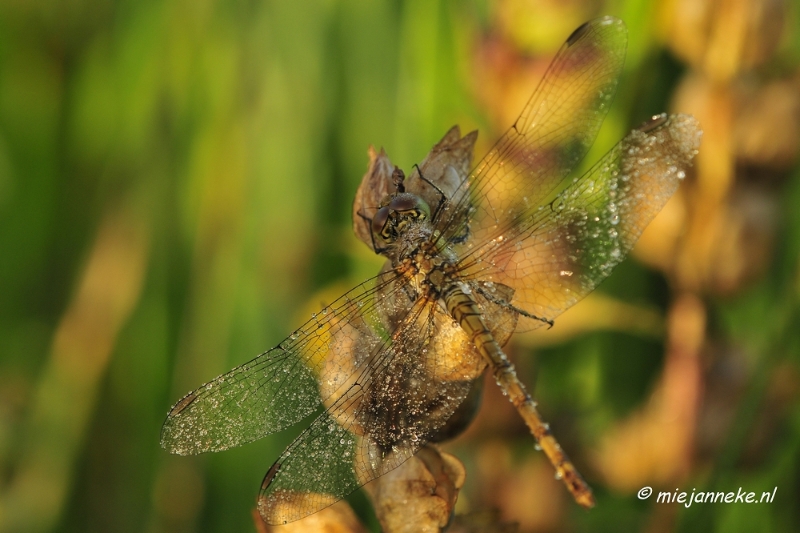 _DSC4918.JPG - Vroeg in de morgen