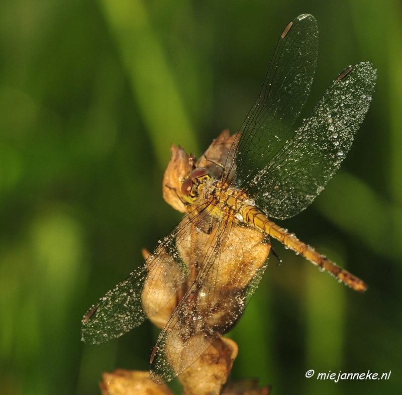 _DSC4922.JPG - Vroeg in de morgen