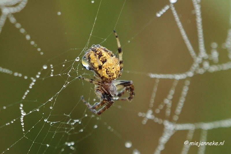 _DSC4941.JPG - Vroeg in de morgen