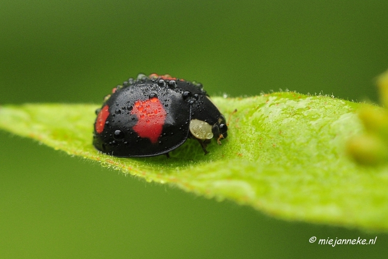 _DSC5002.JPG - Vroeg in de morgen