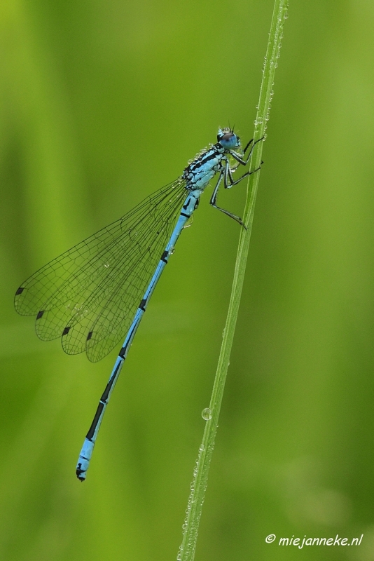 _DSC5036.JPG - Vroeg in de morgen