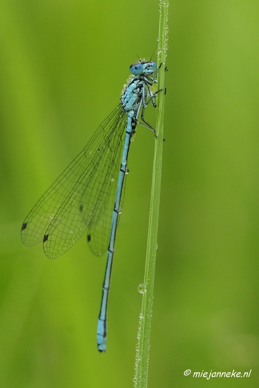 _DSC5039.JPG - Vroeg in de morgen