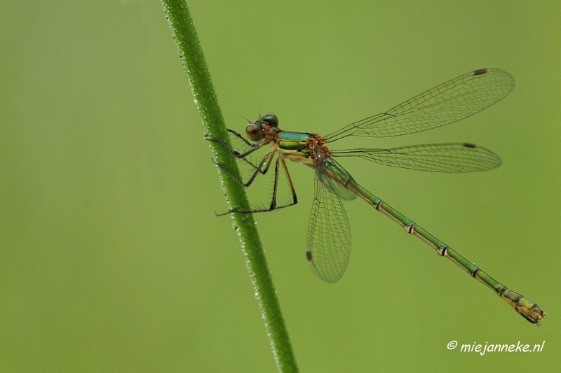 _DSC5068.JPG - Vroeg in de morgen