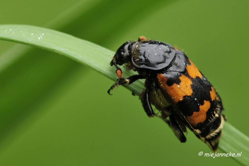 _DSC5090.JPG - Vroeg in de morgen