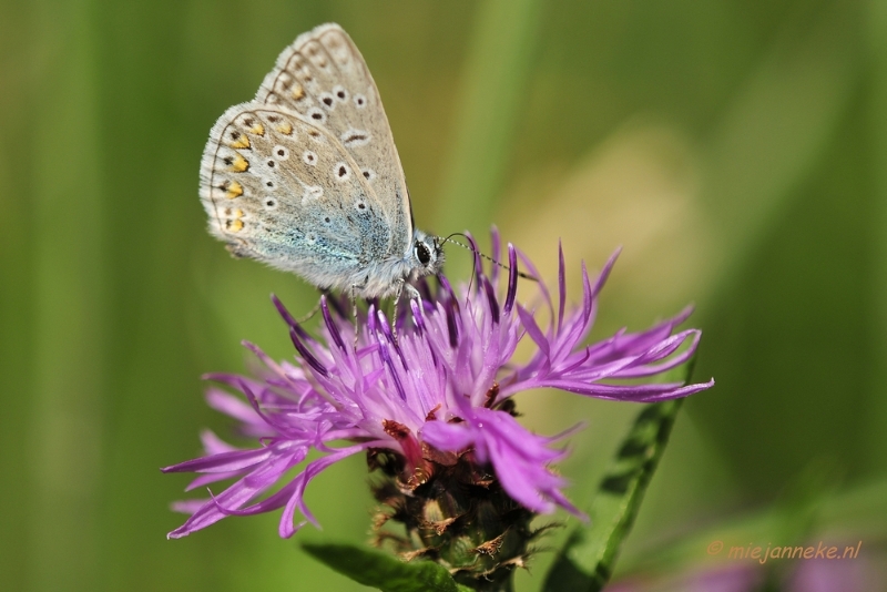 18juni008.JPG - Limburg