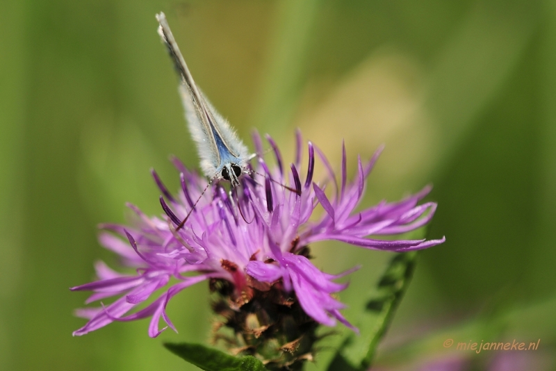 18juni009.JPG - Limburg