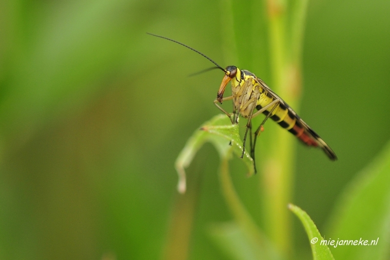 _DSC4518.JPG - Macro met RB uit Almere