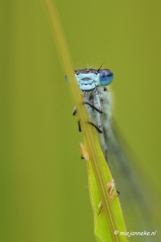 _DSC4528.JPG - Macro met RB uit Almere