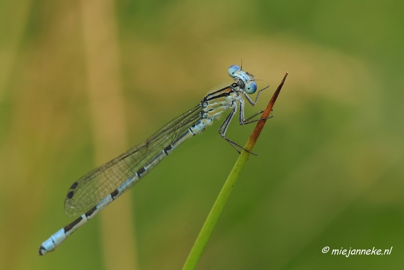 _DSC4566.JPG - Macro met RB uit Almere