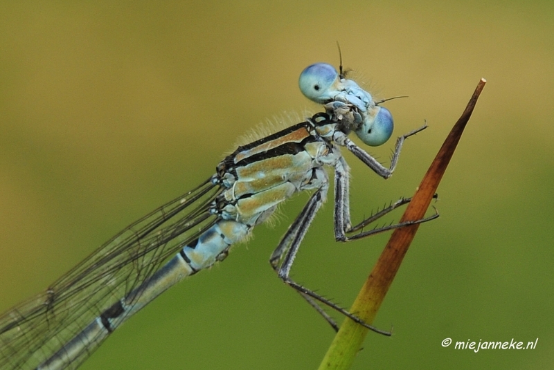 _DSC4569.JPG - Macro met RB uit Almere