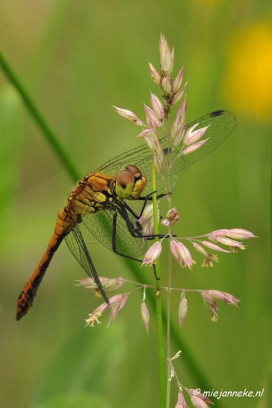 _DSC4589.JPG - Macro met RB uit Almere