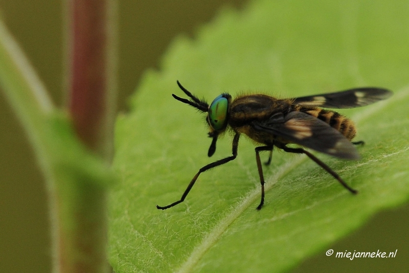 _DSC4593.JPG - Macro met RB uit Almere