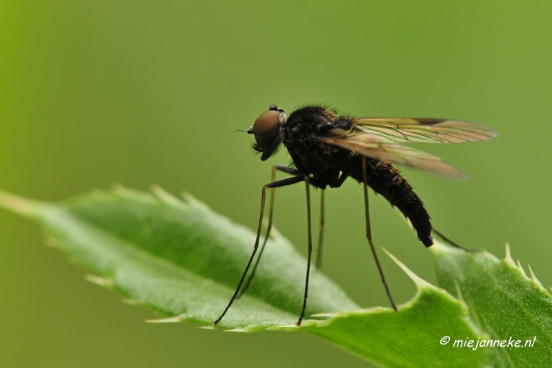 _DSC4604.JPG - Macro met RB uit Almere