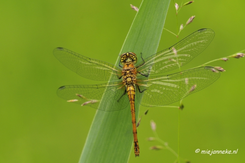 _DSC4622.JPG - Macro met RB uit Almere