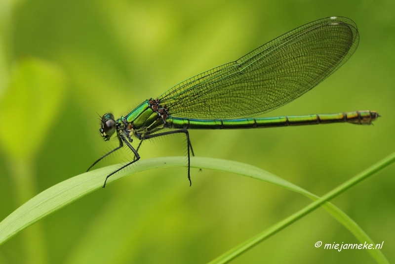 _DSC4635a.JPG - Macro met RB uit Almere