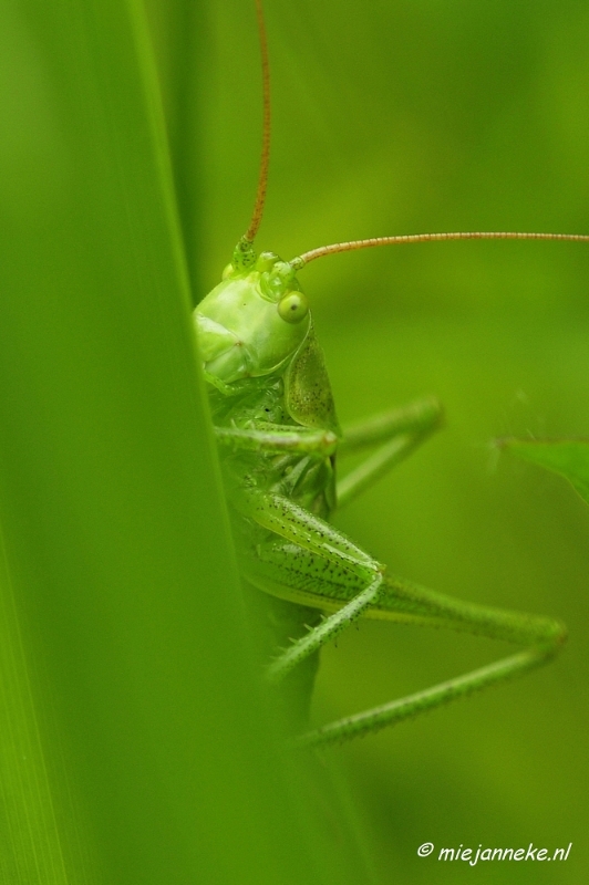 _DSC4638.JPG - Macro met RB uit Almere