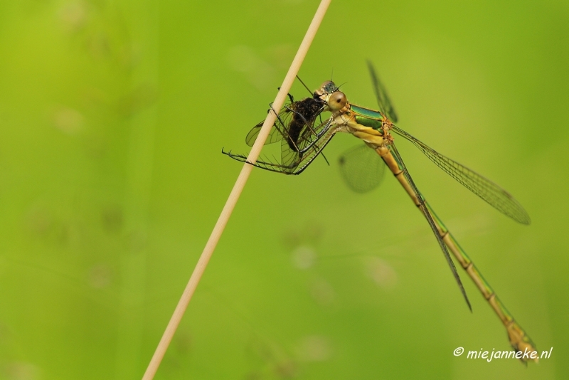 _DSC4643a.JPG - Macro met RB uit Almere