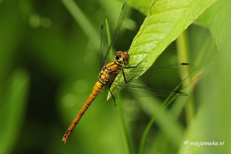 _DSC4664.JPG - Macro met RB uit Almere