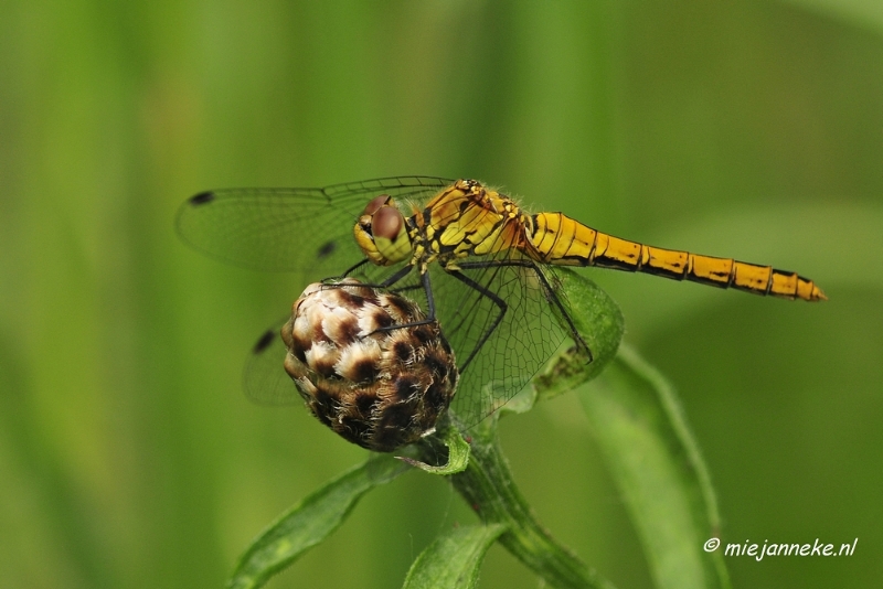 _DSC4679.JPG - Macro met RB uit Almere