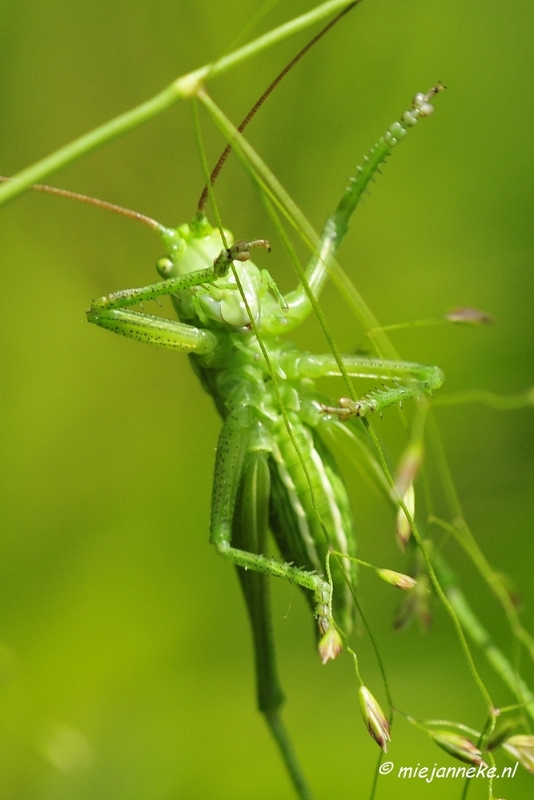 _DSC4727a.JPG - Macro met RB uit Almere