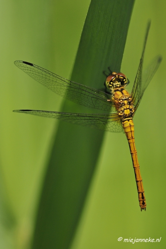 _DSC4770.JPG - Macro met RB uit Almere