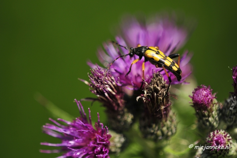 _DSC4784.JPG - Macro met RB uit Almere